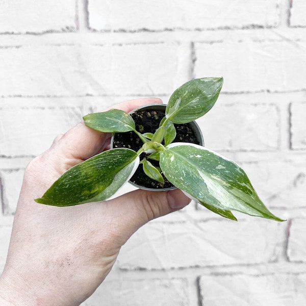 Philodendron White Princess House Plant 6cm Pot