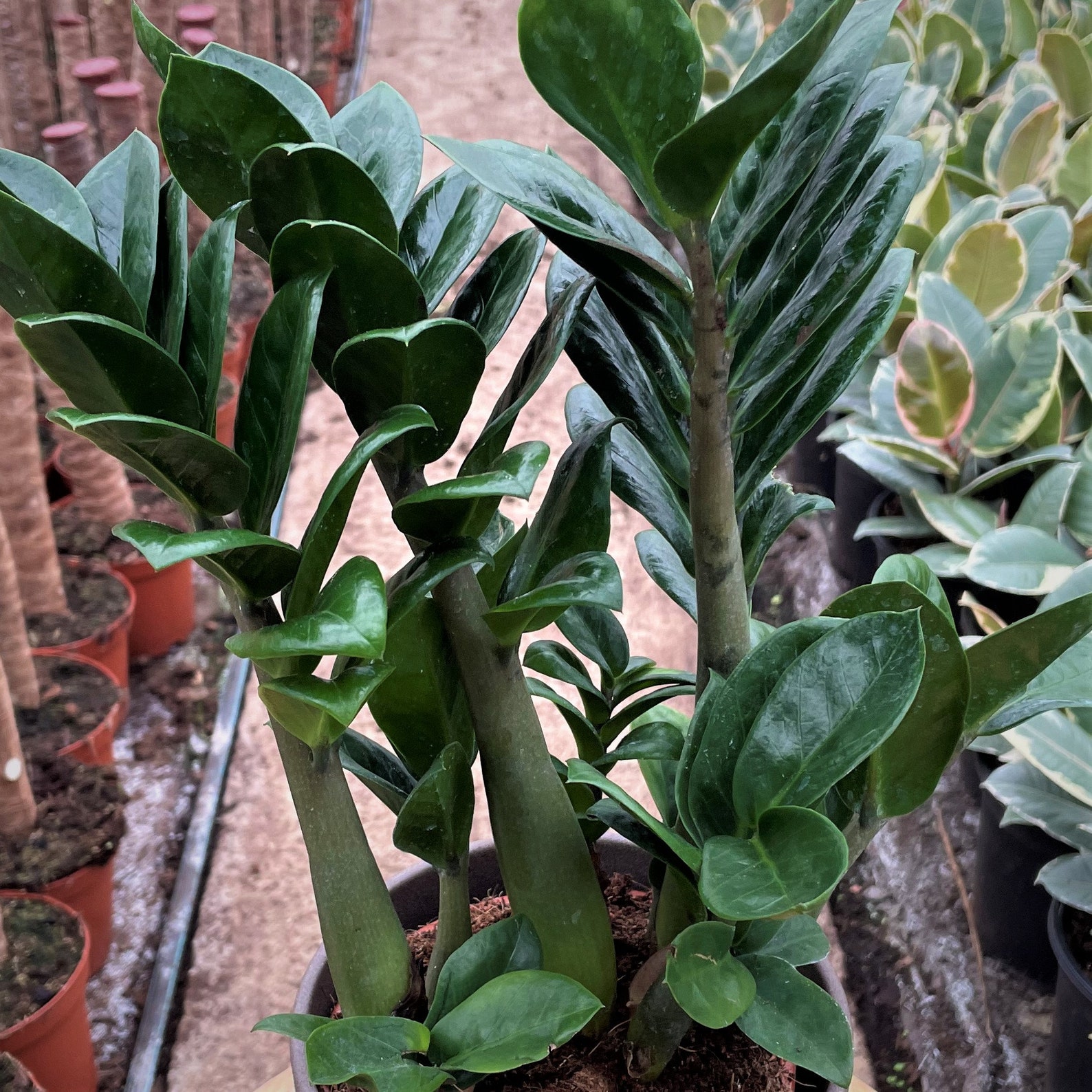 35cm ZZ Plant Zamioculcas Zenzi 14cm Pot 35cm Height Etsy