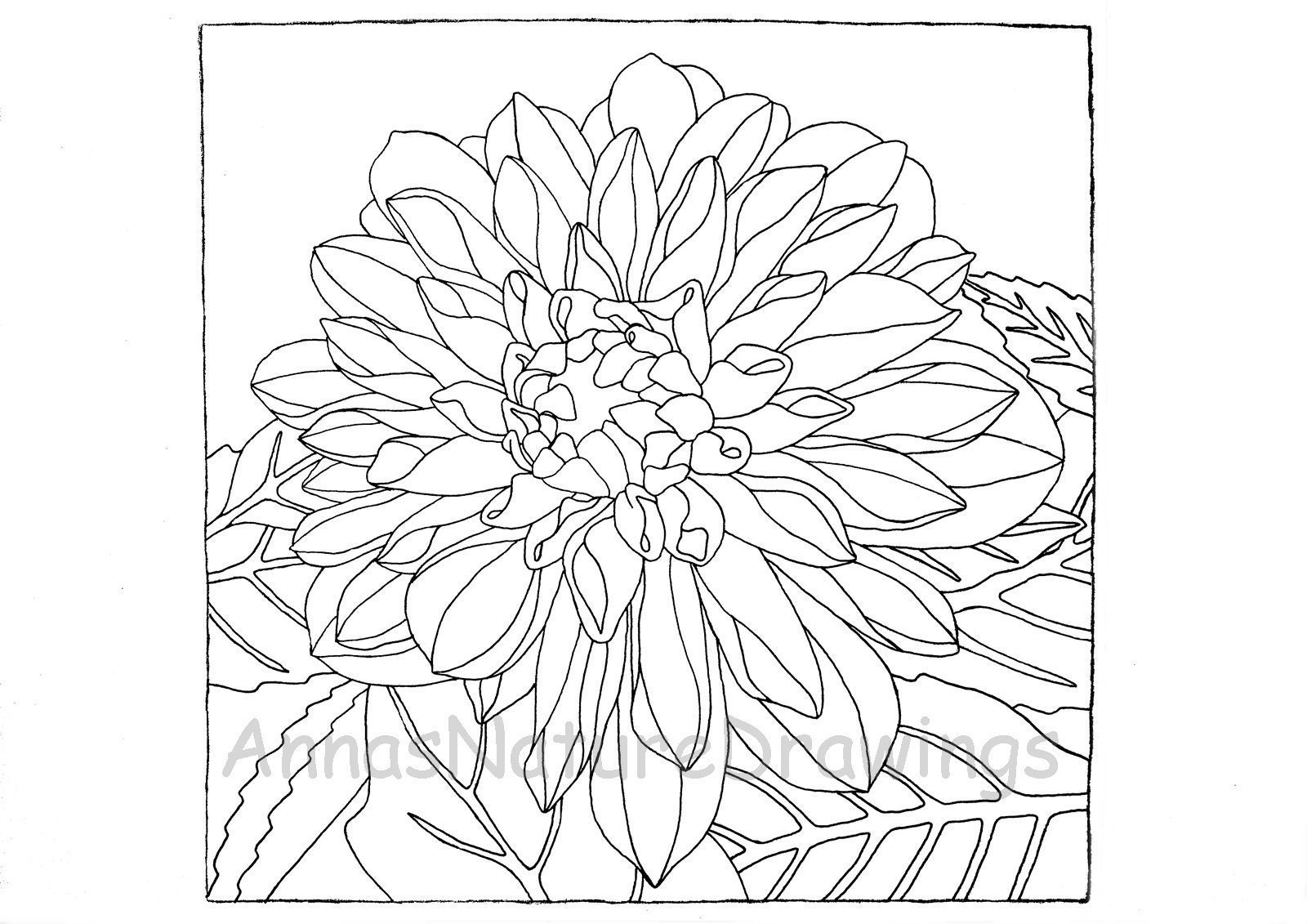 dahlia coloring page printable adult coloring page digital ...