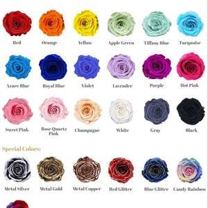 Pack of 6 Ecuador Preserved Rose Head XL Size For Your DIY Projects. Eternal Rose Last 1-3 Years, No Water Needed, Free Shipping