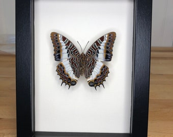 Framed Charaxes brutus