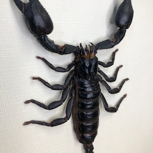 Framed Scorpion