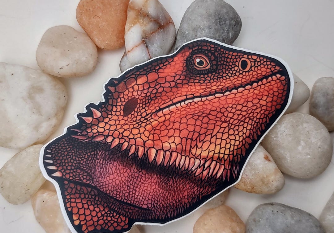 Bd Sticker Bearded Dragon Vinyl Sticker – Matte Laptop Decal - Etsy