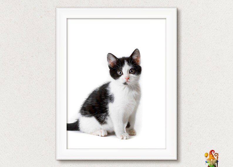 Kitten print Lovable kitten poster Kitten printable wall artwork Animal print wall artwork Animal poster printable artwork Nursery wall artwork decor photograph about Kitten Printable named Kitten print Adorable kitten poster Kitten printable wall artwork Animal print wall artwork Animal poster printable artwork Nursery wall artwork decor