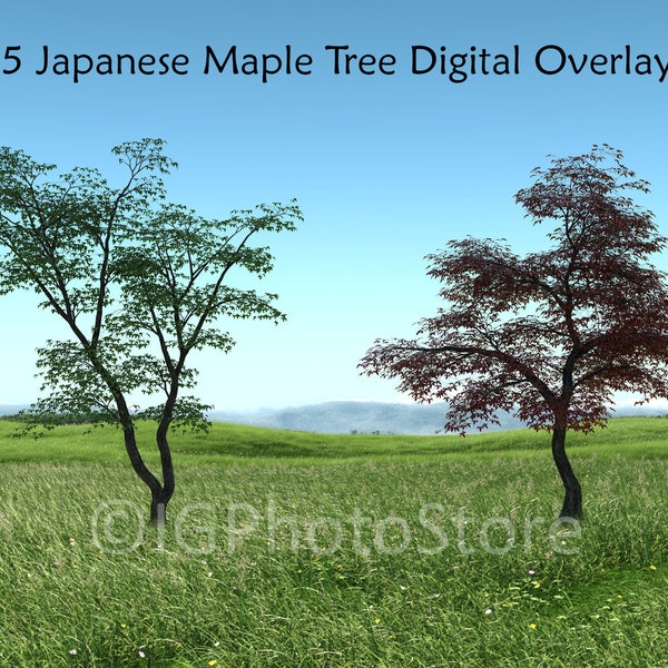 15 Japanese Maple Tree Digital Overlays, Transparent PNG Maples, Tree Clip Art, Maple Clipart, Composite Photos, Digital Art, Scrapbooking