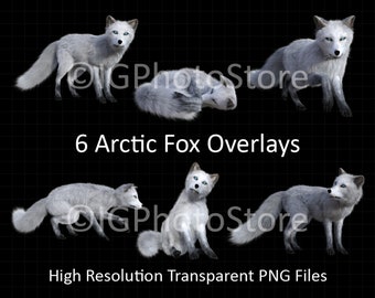 Fox Overlays, Arctic Fox PNG, Animal Overlays, Fox Clipart, PNG Overlay, Composite Photography Foxes  , Photoshop Animal Overlays, PNG Foxes