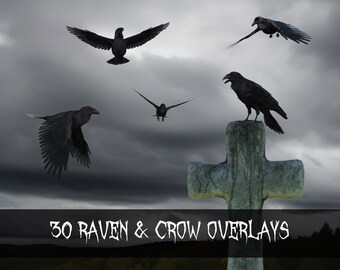 Raven and Crow Digital Overlays, Gothic Halloween PNG (Digital Download)