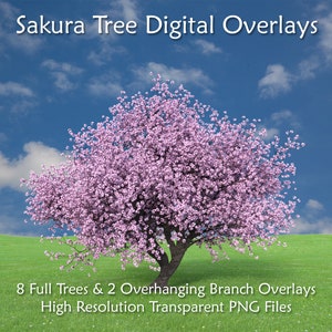 日本の桜の木のデジタルオーバーレイ、透明なPNG桜、張り出した枝、桜のクリップアート、合成写真、デジタルアート