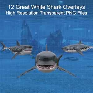 Shark Overlays, Great White Shark Digital Overlay, 12 Separate Transparent PNG Sharks, Instant Download