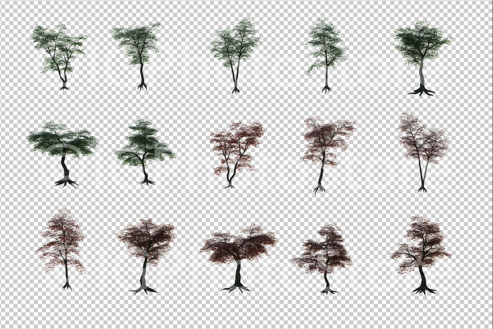 15 Japanese Maple Tree Digital Overlays Transparent PNG - Etsy