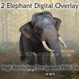 Elephant Digital Overlays, 12 High Res Transparent PNG Elephants, African and Indian Elephant Clipart, Wild Animal Clip Art, Animal Overlays