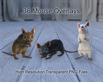 36 Mouse Digital Overlays, Transparent PNG Mice, Mouse Clip Art, Cute Rodents, Photoshop Overlay, Composite Photography, Digital Art