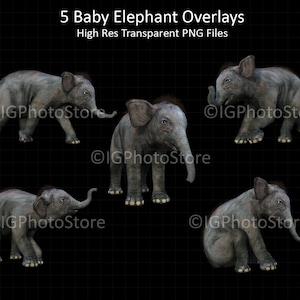 Baby Elephant Overlays, Transparent PNG Baby Elephants, Animal Overlay, Composite Photography, Scrapbooking, Digital Art and Design Clipart