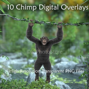 Könnte beinhalten: Ein digitales Overlay-Paket mit 10 Bildern, die einen Schimpansen zeigen, der an einer Liane in einer Dschungelumgebung hängt. Die Bilder sind in hoher Auflösung und als transparente PNG-Dateien verfügbar. 10 Chimp Digital Overlays. Hochauflösende transparente PNG-Dateien.