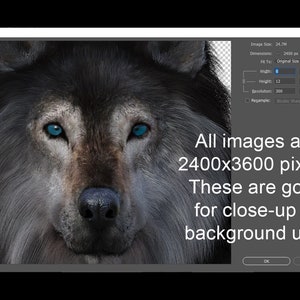 May include: Close-up portrait of a wolf with piercing blue eyes and a gray and brown fur coat. The image is 2400x3600 pixels.
