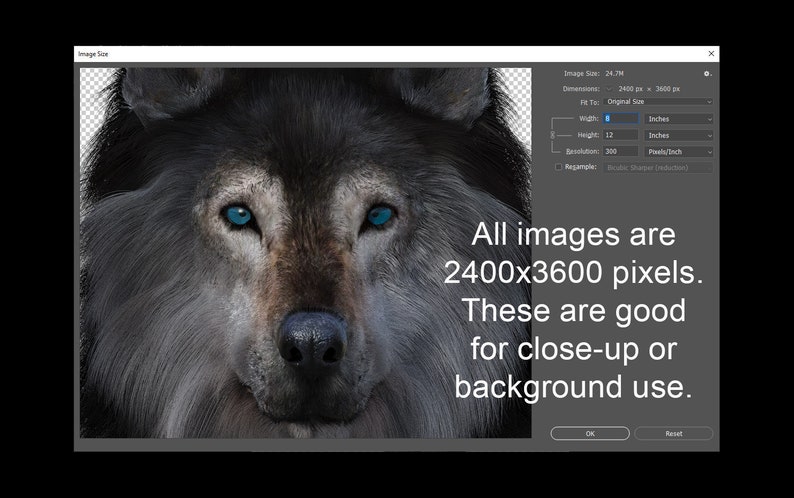 May include: Close-up portrait of a wolf with piercing blue eyes and a gray and brown fur coat. The image is 2400x3600 pixels.