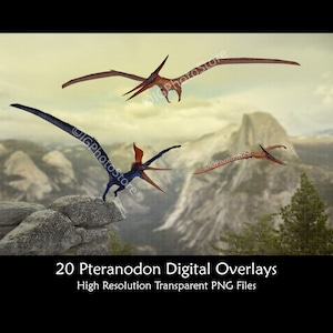 Pteranodon Dinosaur Digital Overlays, Transparent PNG Flying Dinosaurs, Pteranodon Clipart for Composite Photos, Digital Art and Design