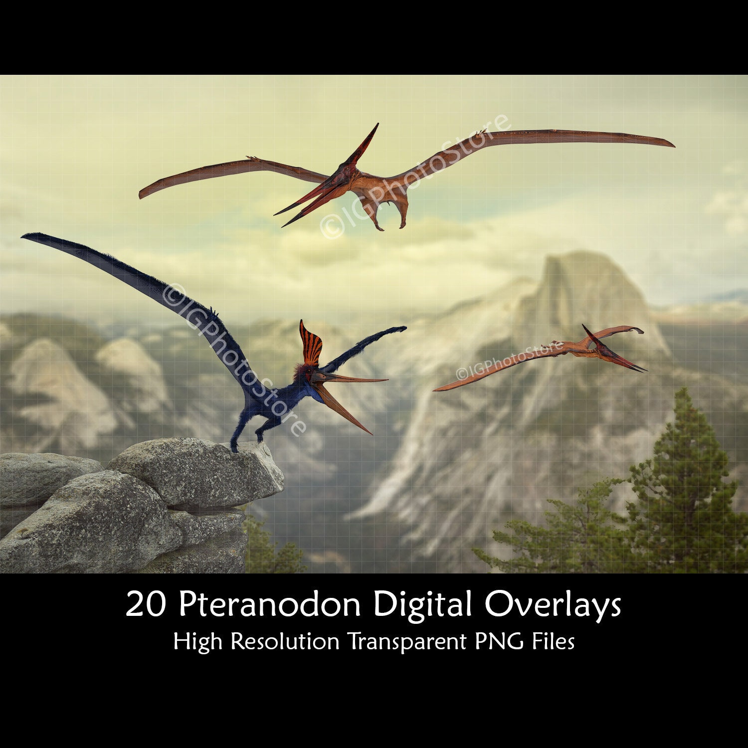 Versus!: Pteranodon vs. Eagle