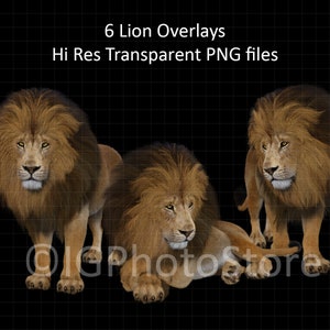Lion Digital Overlays, PNG Lions, Lion Clip Art, Wild Animal Overlay, Composite Photography, Scrapbooking
