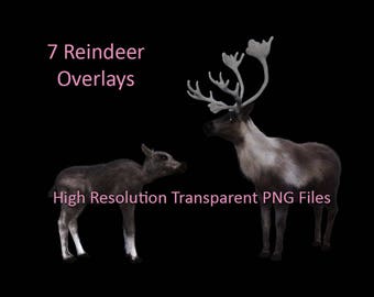 7 Reindeer Overlays, Animal Overlays, Transparent PNG Reindeer, Deer Overlays, Photoshop Overlays, Digital Reindeer Clipart, PNG Overlays