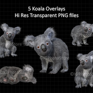 Koala Overlays, Transparent PNG Koala Bears, Animal Overlay, Composite Photography, Scrapbooking, Digital Art and Design Clipart