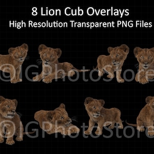 Lion Cub Digital Overlays, PNG Lion Cubs, Baby Animal Overlay, Lion Clipart for Composite Photography, Scrapbooking and Digital Art