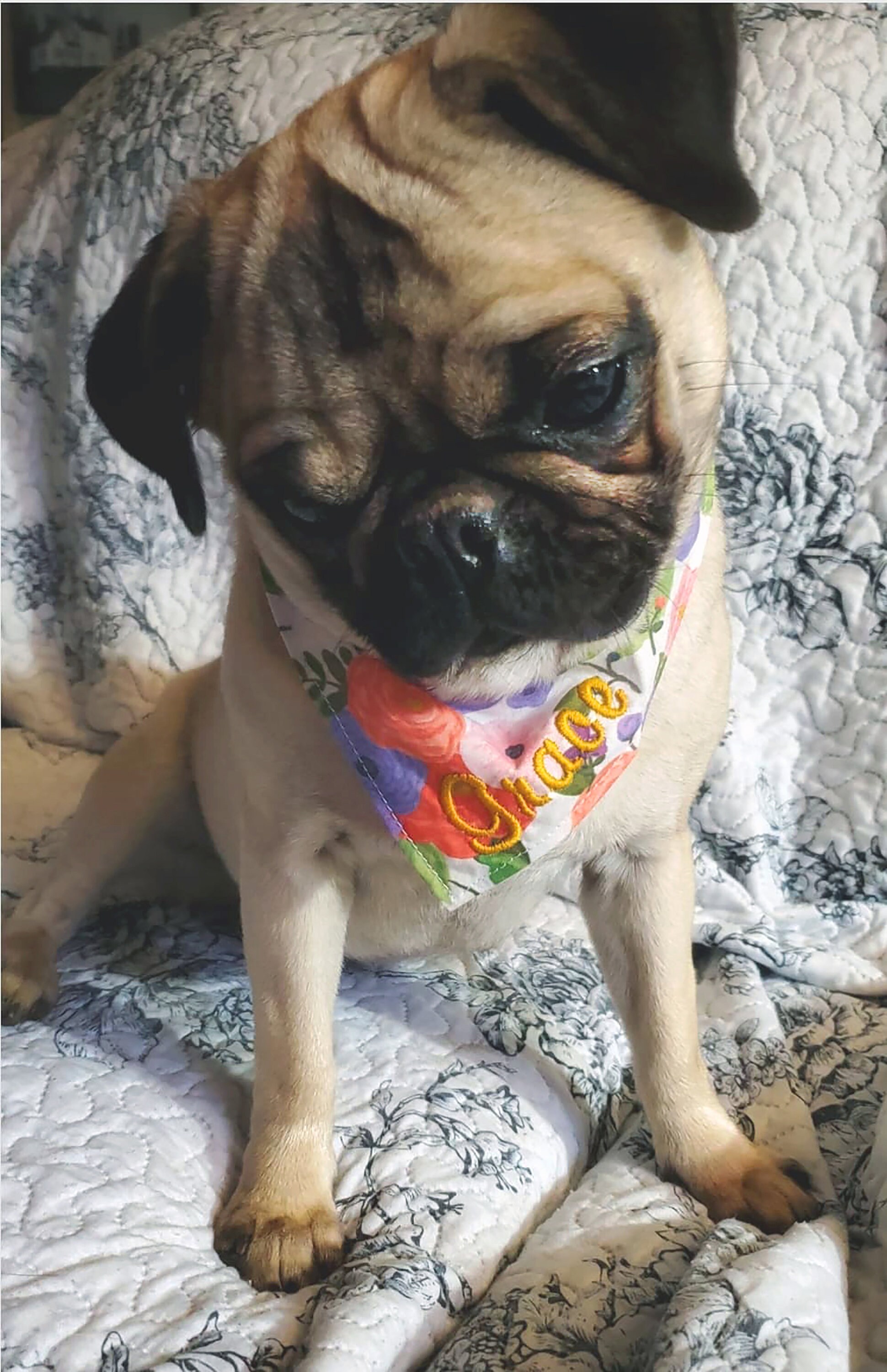 Personalized Embroidered Mushroom Dog Bandana Over the Etsy UK