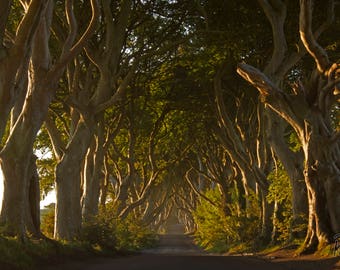 Dawn at the Dark Hedges