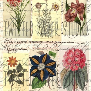 Illustrations de fleurs anciennes aux coupes soignées