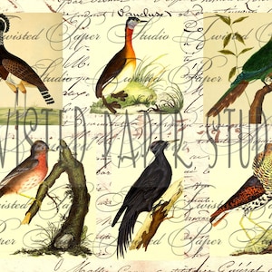 Antieke vogel kieskeurig gesneden illustraties
