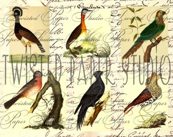 Antique Bird Fussy Cut Illustrations