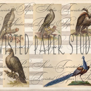 Antieke vogel kieskeurig gesneden Franse illustraties
