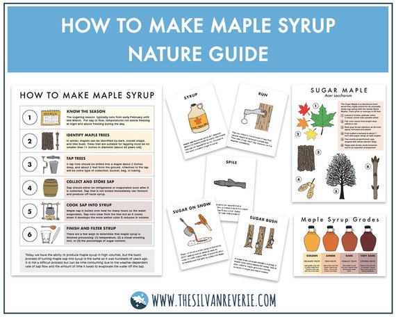 How to Make Maple Syrup Nature Guide digital Download | Etsy