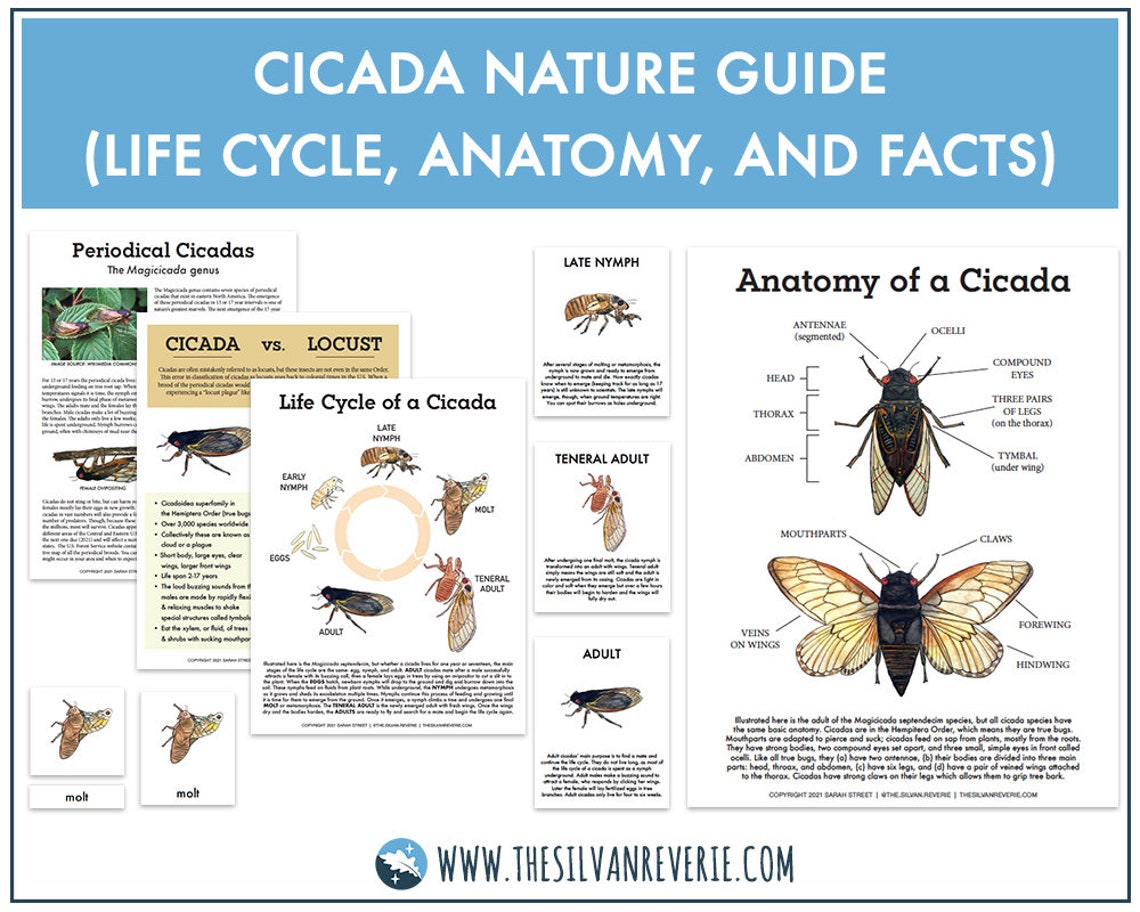 Cicadas Nature Guide Life Cycle Anatomy Facts and Cards Etsy
