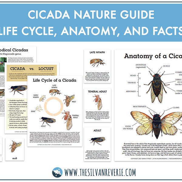 Cicadas Nature Guide (Life Cycle, Anatomy, Facts and Cards) (Digital Download)