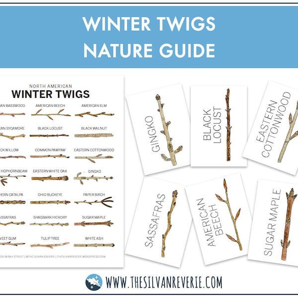 Winter Twigs Nature Guide (North American) - Poster and ID Cards (Digital Download)