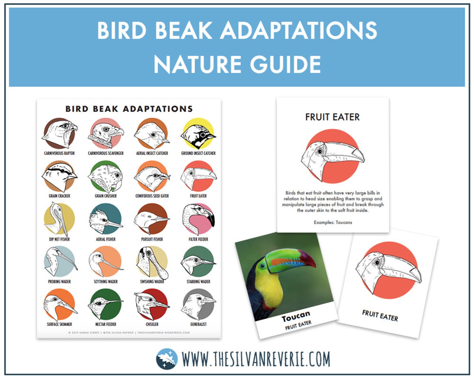 Bird Beak Adaptations Poster Info Cards and ID Cards Etsy