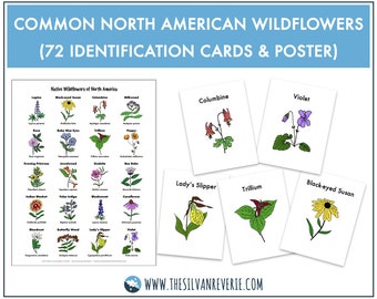 Common North American Wildflowers - 72 Identification Cards and Native Wildflowers Poster (Digital Download)