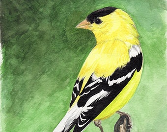 Goldfinch painting 8x10 watercolor