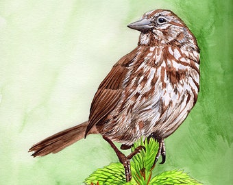 Sparrow painting 8x10 Watercolor