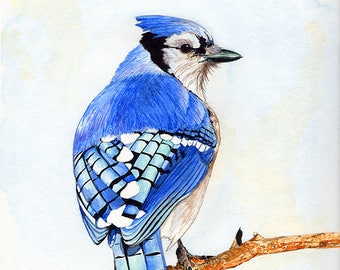 Blue Jay painting 8x10 watercolor