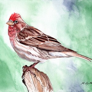 House Finch painting 8x10 watercolor