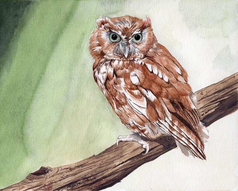 Eastern Screech Owl painting 8x10 watercolor zdjęcie 1