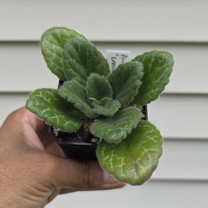 Primulina cv. &#39;Crossroads&#39;