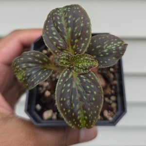 Sonerila cantonensis Stapf. sp. &#39;Vietnam&#39; (nicht exakt)