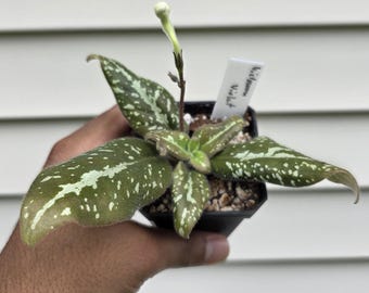 Michaelmoelleria vietnamensis (non-exact)