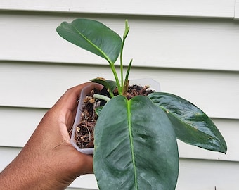 Anthurium scandens Seedlings (non-exact)