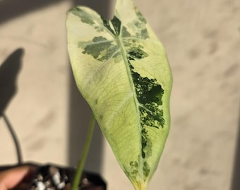 アロカシア フリーデック 斑入り 4インチポット 斑入り植物 - 栽培者の
