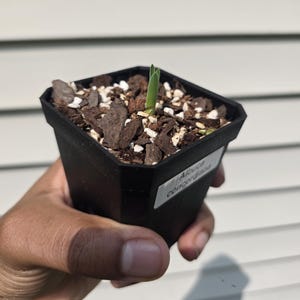Albuca concordiana (non-exact)