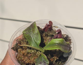 Nepenthes 'Black Magic' (non-exact)